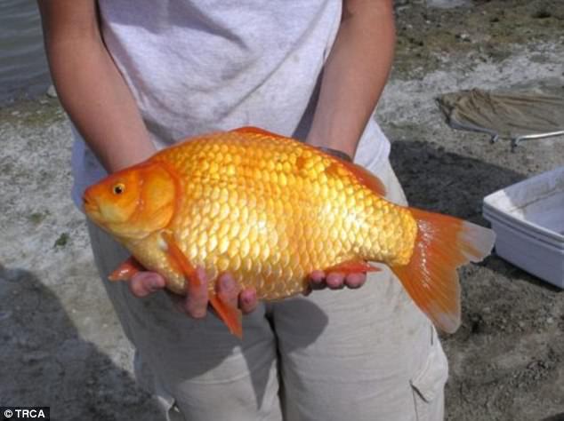 Cá chép vàng có thể nặng tới 2 kg khi được thả về tự nhiên