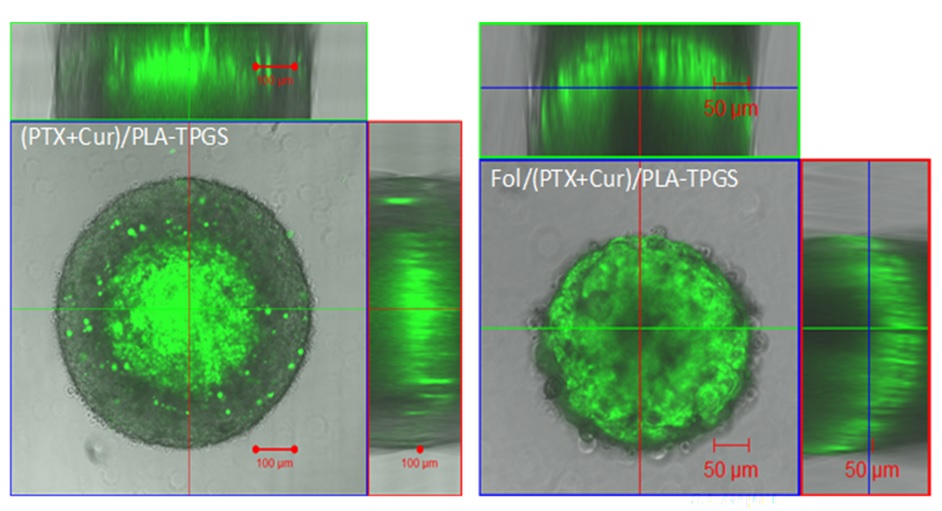 Sự xâm nhập của thuốc vào tế bào với mẫu không gắn Folate (PTX+CUR)/PLA-TPGS và mẫu có gắn Folate Fol/(PTX+CUR)/PLA-TPGS