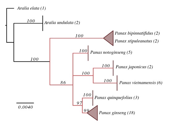 Phân tích chủng loại phát sinh sâm Ngọc Linh và các loài sâm khác bằng phương pháp Maximum-Likelihood