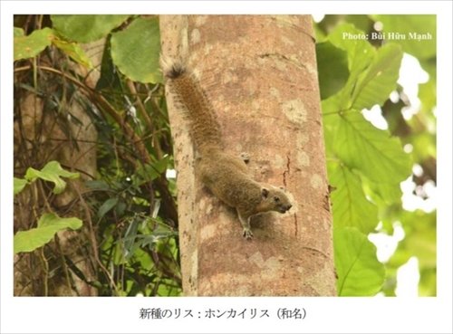   Loài sóc mới trên tạp chí của Nhật Bản  