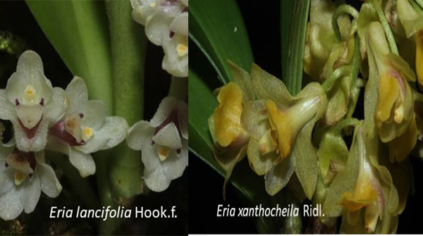   Đặc điểm nhận dạng 2 ghi nhận mới về Eria cho hệ thực vật Việt Nam  