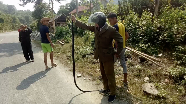 Bắt rắn hổ mang cực độc dài 2 mét bằng tay không trên đường quốc lộ 0