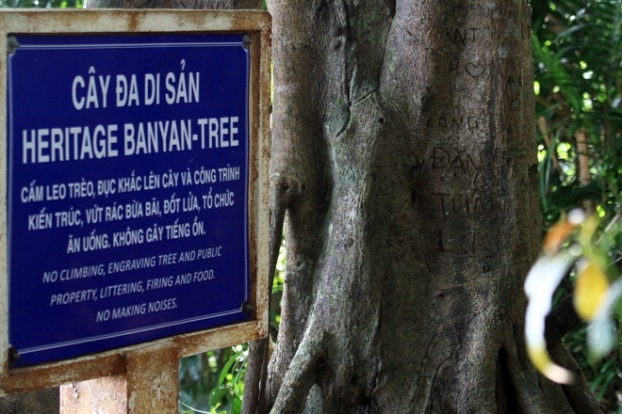   Cây đa nằm ở phía đông bán đảo Sơn Trà, Đà Nẵng (thuộc khu bảo tồn 63), có tán cây rộng, chu vi thân 10 m, 26 rễ phụ bám sâu xuống đất, tạo cảnh quan có một không hai. Cây được công nhận là cây di sản vào tháng 6/2014. Dù có biển báo ngay bên cạnh, cây vẫn phải chịu những 