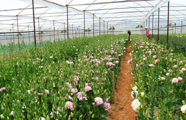   Mưa nhiều khiến các vườn hoa ở Đà Lạt chất lượng kém, sụt giảm số lượng, nguồn hoa cung cấp cho thị trường bị khan hiếm.  