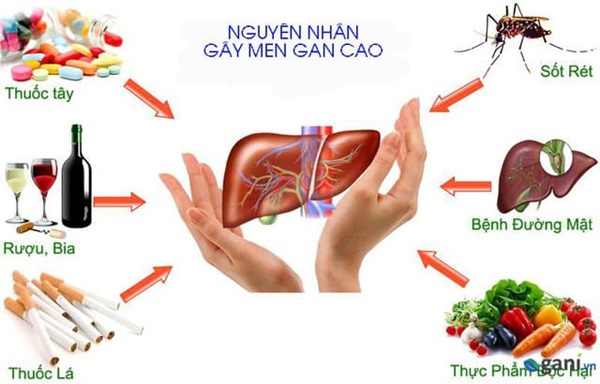 nguyen nhan gay men gan tang cao