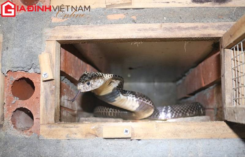  Nghề nuôi rắn hổ mang: Lúc cầm tiền tỷ, khi ăn trứng rắn qua ngày