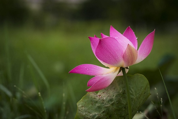 phuoc lanh Giadinhvietnam (1)