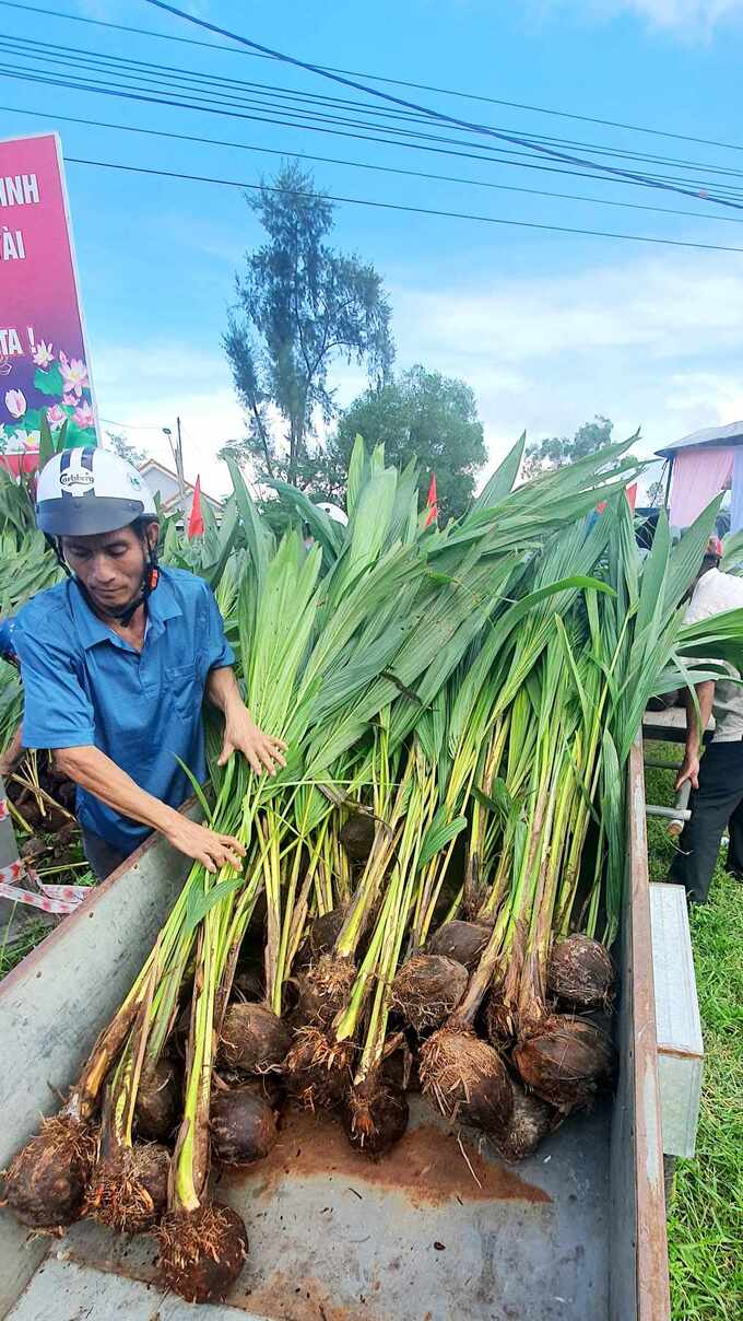Một gia đình tặng bà con ven biển Thừa Thiên Huế hơn 10.000 cây dừa giống