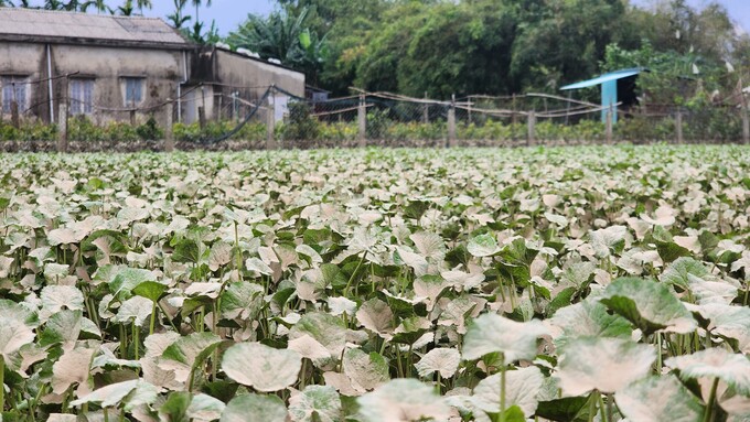 Xuyên đêm thu hoạch rau má chạy lũ tại Thừa Thiên Huế