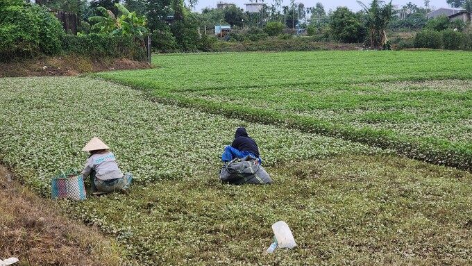 Xuyên đêm thu hoạch rau má chạy lũ tại Thừa Thiên Huế