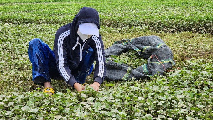 Xuyên đêm thu hoạch rau má chạy lũ tại Thừa Thiên Huế