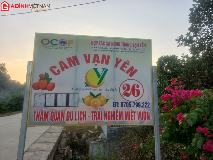 Thu tiền tỷ nhờ trồng cam bản địa trên đảo Vân Đồn