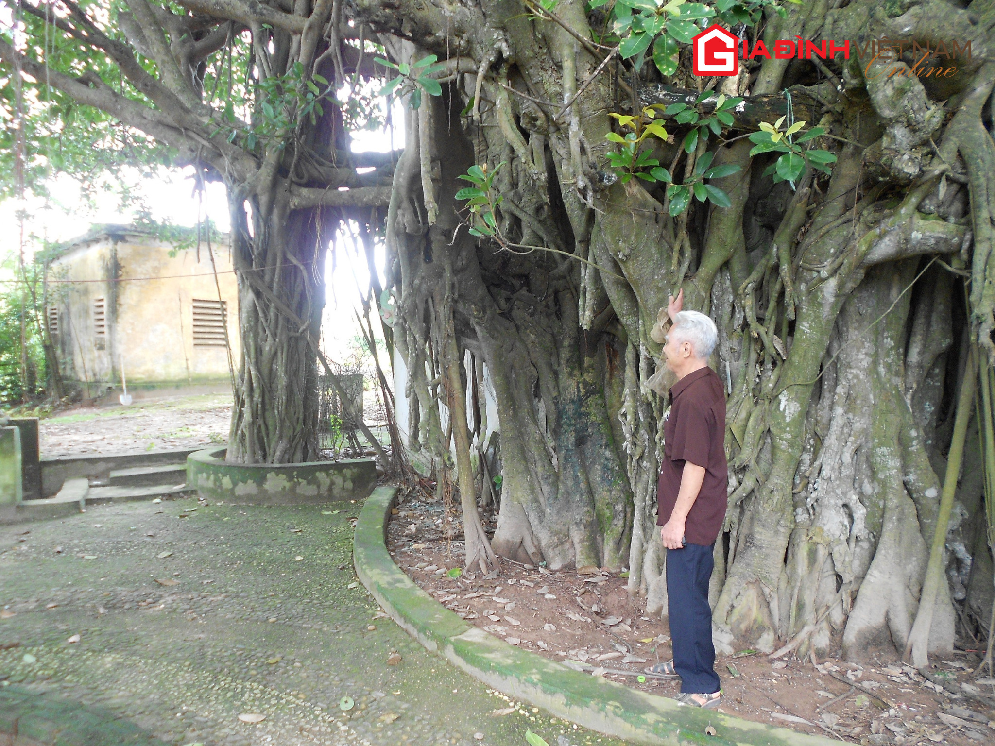 Huyền tích cây đa hơn 800 năm tuổi tại ngoại thành Hà Nội