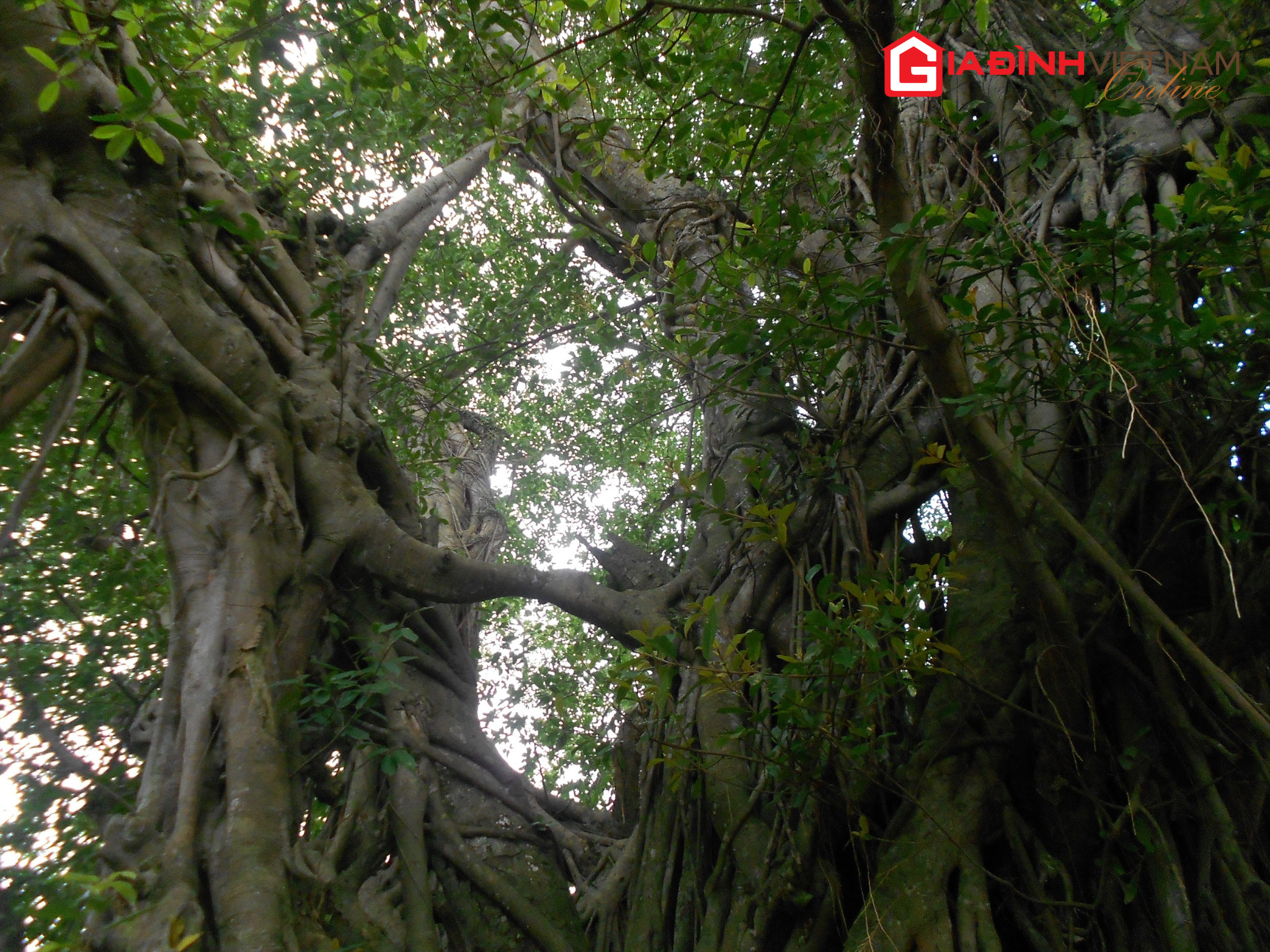 Huyền tích cây đa hơn 800 năm tuổi tại ngoại thành Hà Nội