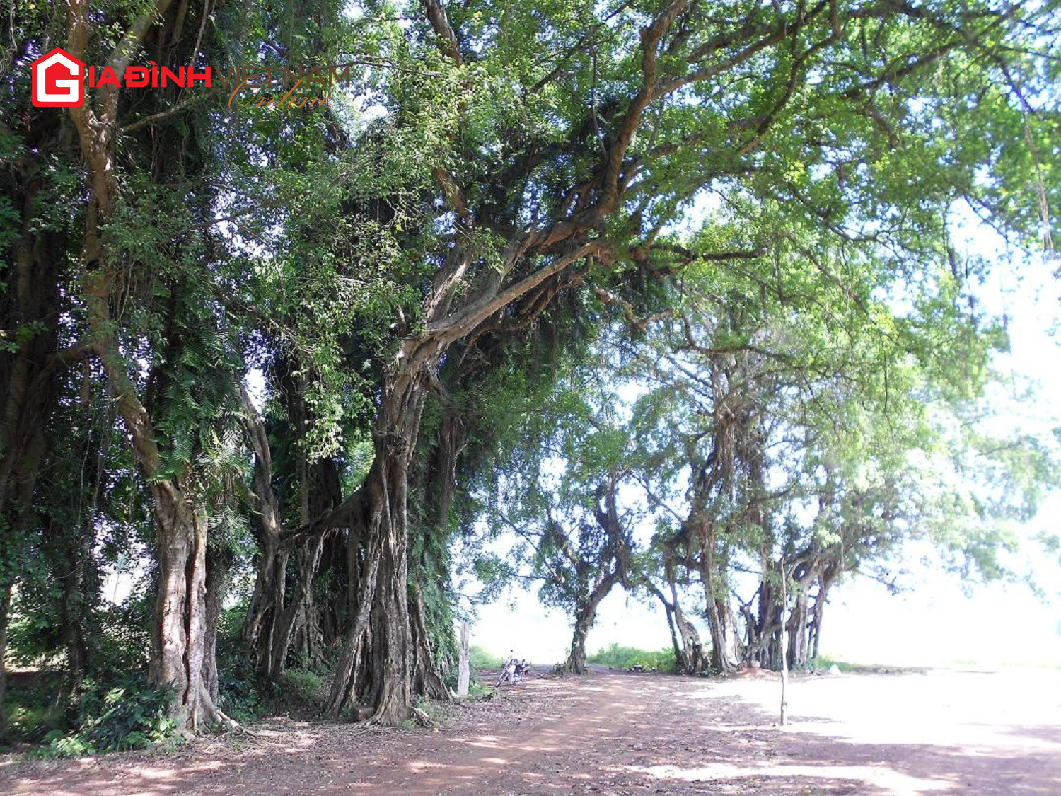 Độc đáo cây sanh ma làng 800 tuổi ở Hoà Bình