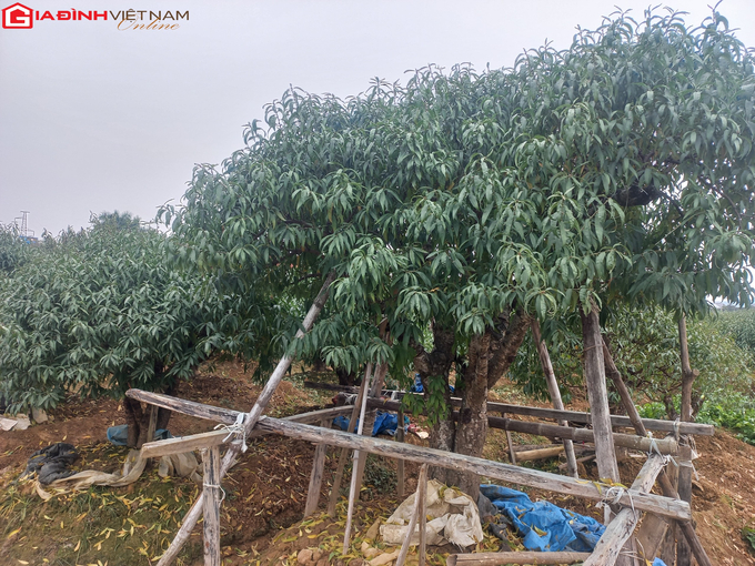 Làng đào Hải Phòng tất bật vào vụ Tết