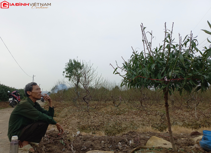 Làng đào Hải Phòng tất bật vào vụ Tết