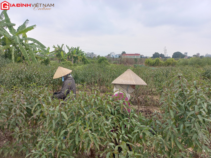 Làng đào Hải Phòng tất bật vào vụ Tết