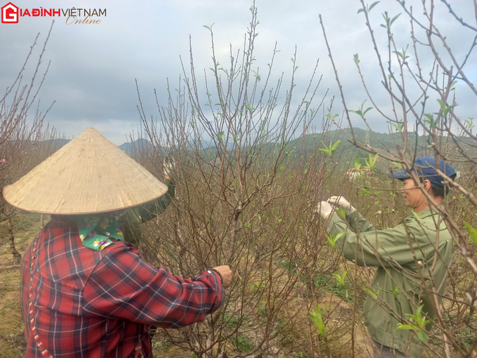 Người trồng hoa Quảng Ninh thấp thỏm lo vụ Tết