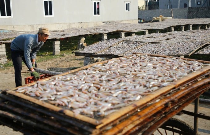 Nặng trĩu mùa cá cơm Quỳnh Lập