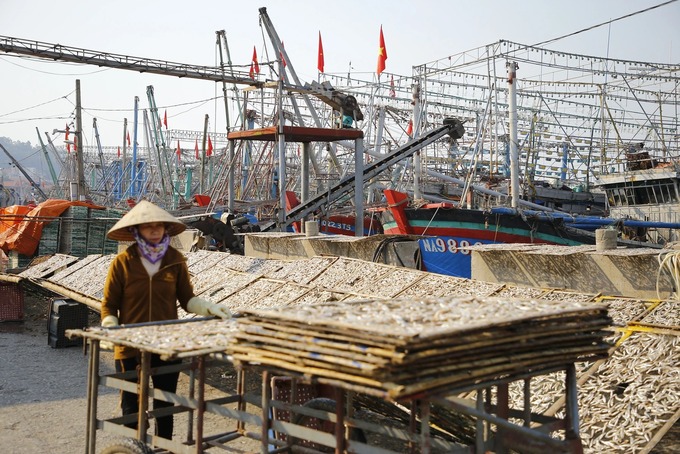 Nặng trĩu mùa cá cơm Quỳnh Lập