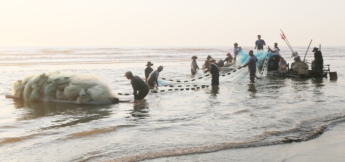 Ngư dân làng tỷ phú được mùa cá trích