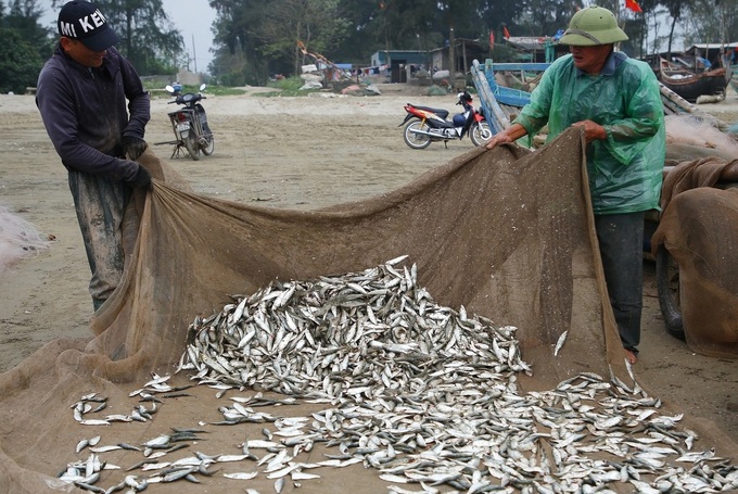 Ngư dân làng tỷ phú được mùa cá trích