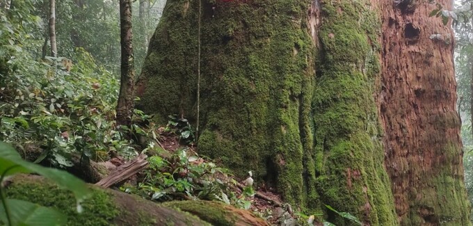 Xuyên rừng Pù Mát xem cụ sa mu dầu hơn 2.000 năm tuổi