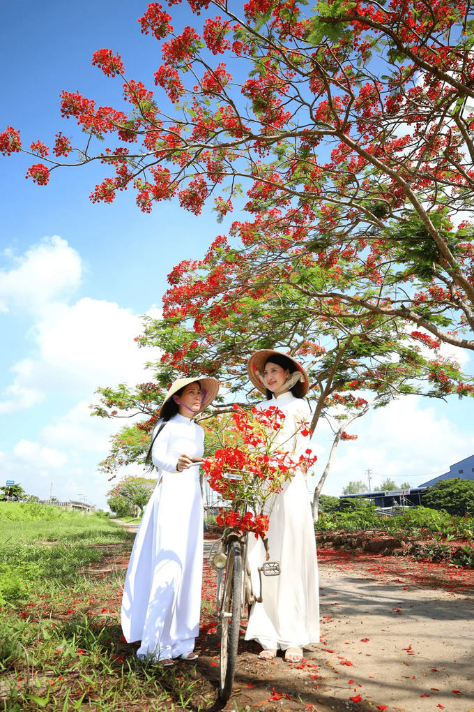 Đường miền Tây ngập màu hoa phượng đỏ