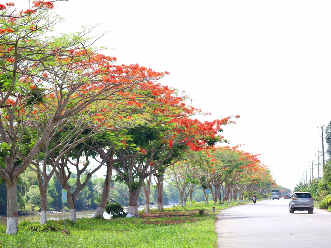 Đường miền Tây ngập màu hoa phượng đỏ