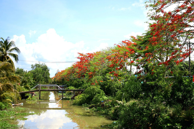 Đường miền Tây ngập màu hoa phượng đỏ