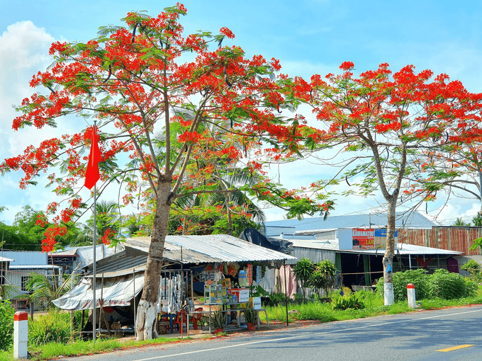 Đường miền Tây ngập màu hoa phượng đỏ