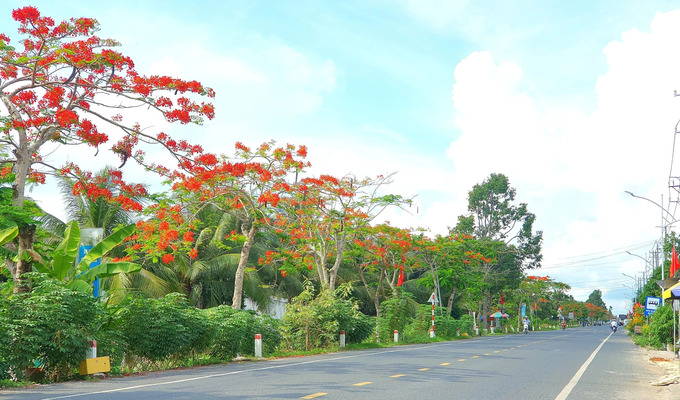 Đường miền Tây ngập màu hoa phượng đỏ