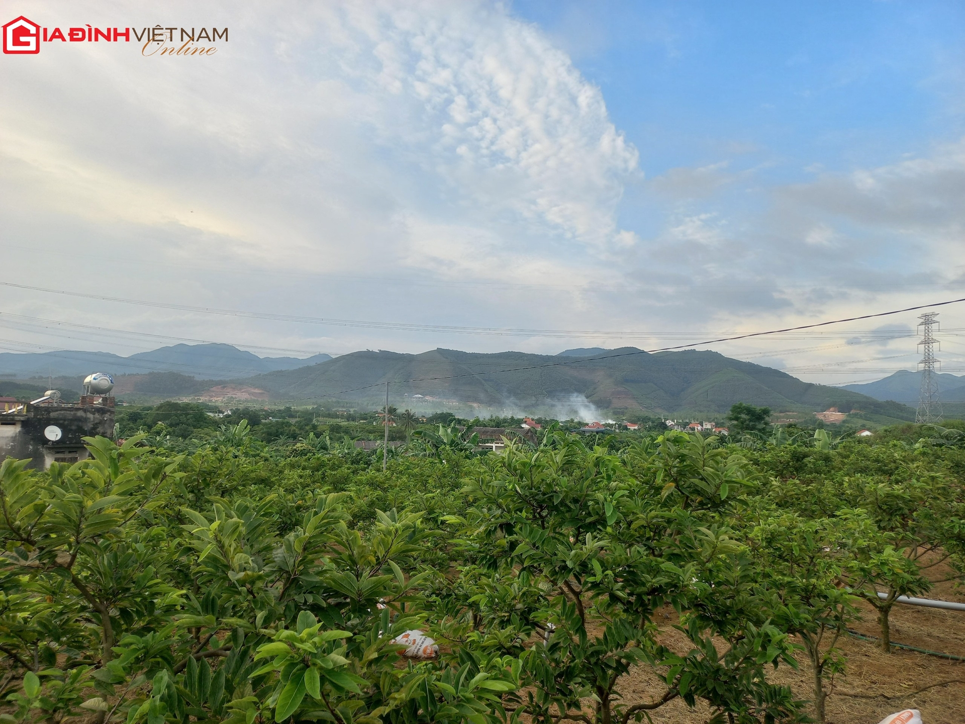 Một ngày theo chân thương lái vào vựa na 900ha ở Quảng Ninh