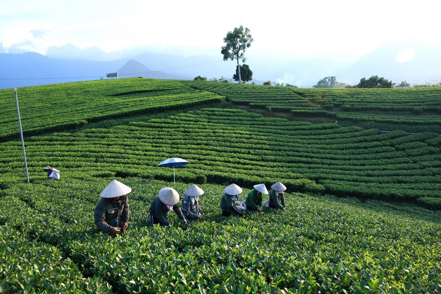 Về Thái Nguyên thăm vùng nguyên liệu của Trà Xanh Không Độ