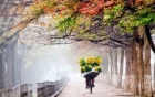 can-co-mot-tam-long-giadinhonline.vn 3