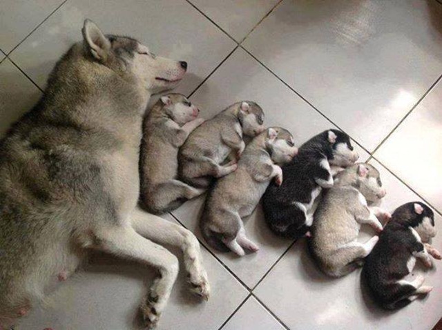 Đến dáng ngủ cũng giống nhau chưa này!