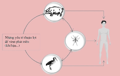 viem-nao-nhat-ban-nguyen-nhan-va-dau-hieu-nhan-biet--giadinhonline.vn 1