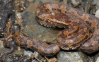 bi-an-ve-ran-than-naga-o-khmer-giadinhonline.vn 7