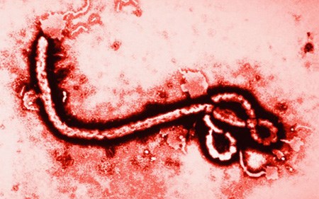dai-dich-ebola-viet-nam-chua-ai-bi-mac--giadinhonline.vn 1
