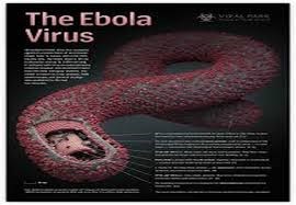 virus-ebola-tan-cong-co-the-con-nguoi-nhu-the-nao-giadinhonline.vn 1