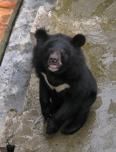 yang-bay-du-ky-10-chien-binh-cau-gau-giadinhonline.vn 7