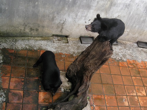 yang-bay-du-ky-10-chien-binh-cau-gau-giadinhonline.vn 11