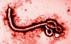 dai-dich-ebola-su-tra-thu-cua-tu-nhien-doi-voi-con-nguoi-giadinhonline.vn 5