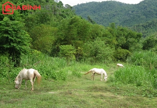 yang-bay-du-ky-12-di-tau-hoa-tren-rung-giadinhonline.vn 4