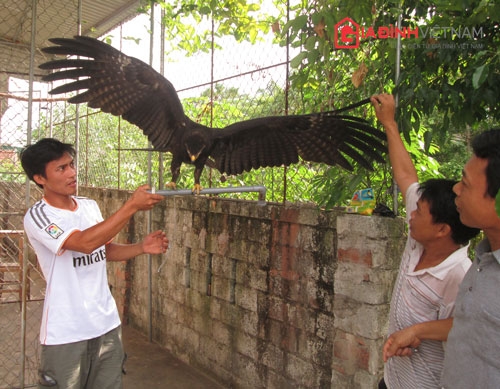 ha-tinh-chim-dai-bang-den-nha-co-nguoi-tra-5-nghin-usd-khong-ban-giadinhonline.vn 8