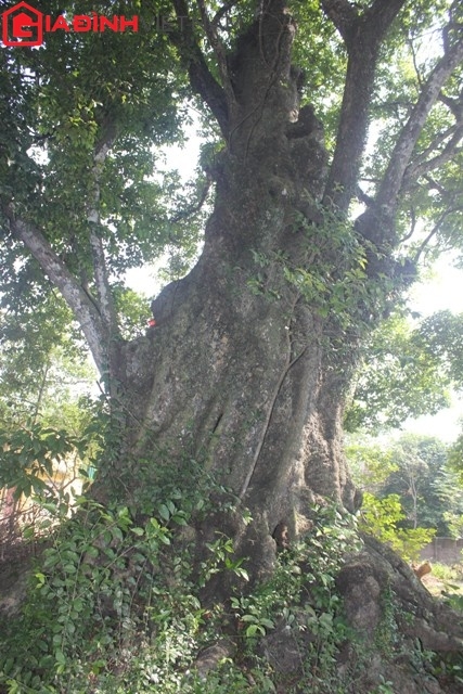 vuon-thi-co-gia-chuc-ty-cua-dong-ho-le-o-nghe-an-giadinhonline.vn 11