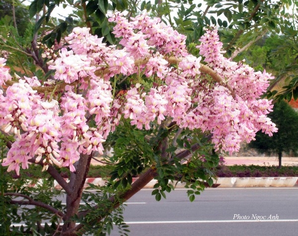 mua-hoa-do-mai-ve-tren-vung-tau-giadinhonline.vn 1