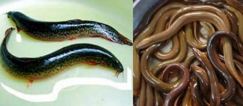 nhung-nguoi-khong-nen-an-luon-chach--giadinhonline.vn 1