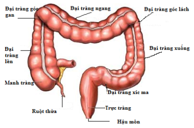 benh-ung-thu-nao-nguy-hiem-nhat--giadinhonline.vn 3